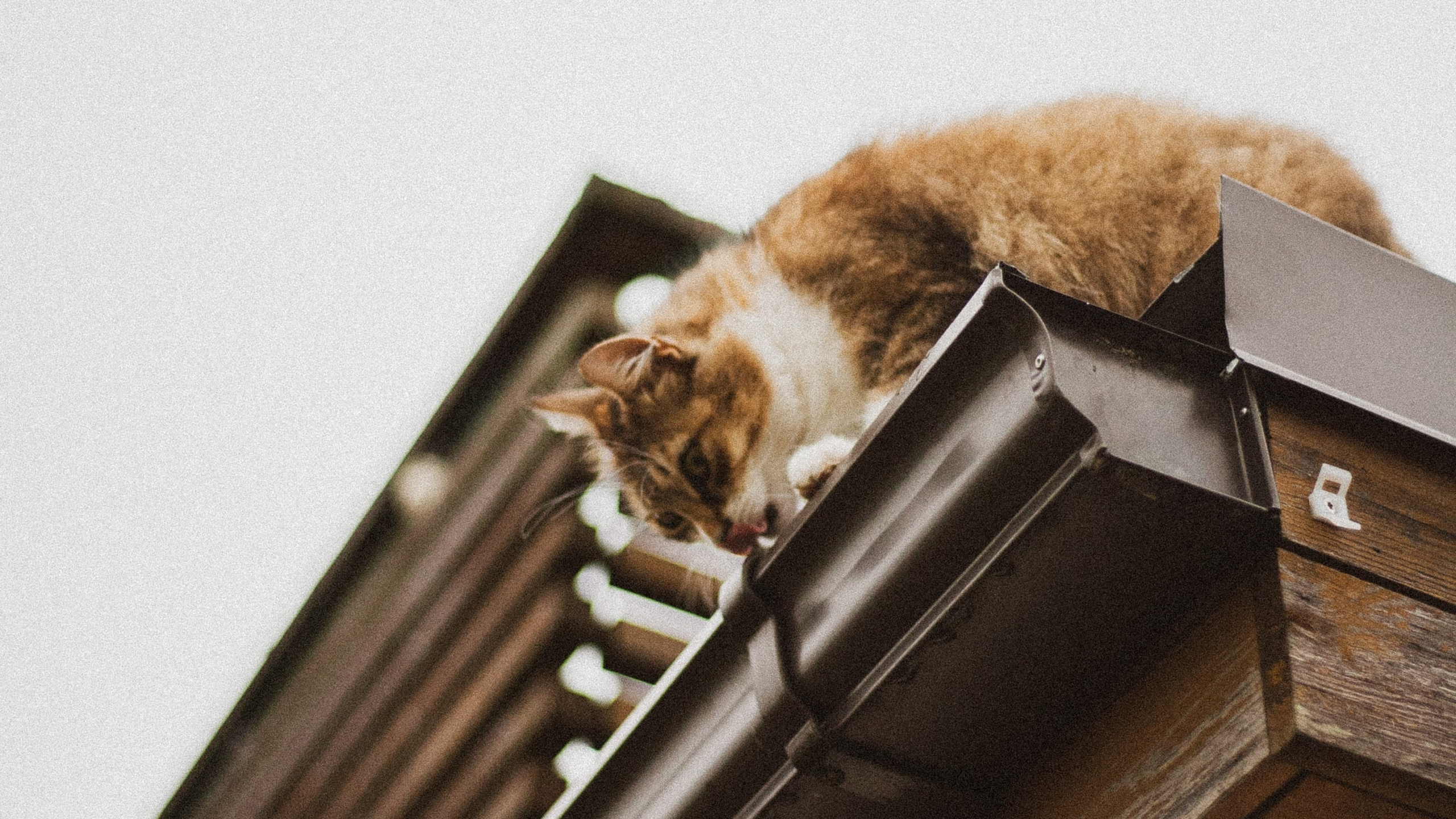  Cat drinking from Roof Gutter