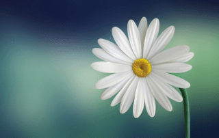 marguerite, daisy, flower